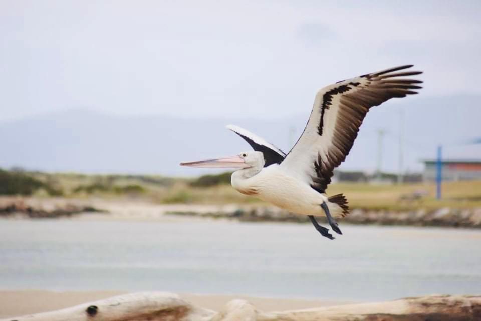 Pelican Sands Scamander Exteriör bild