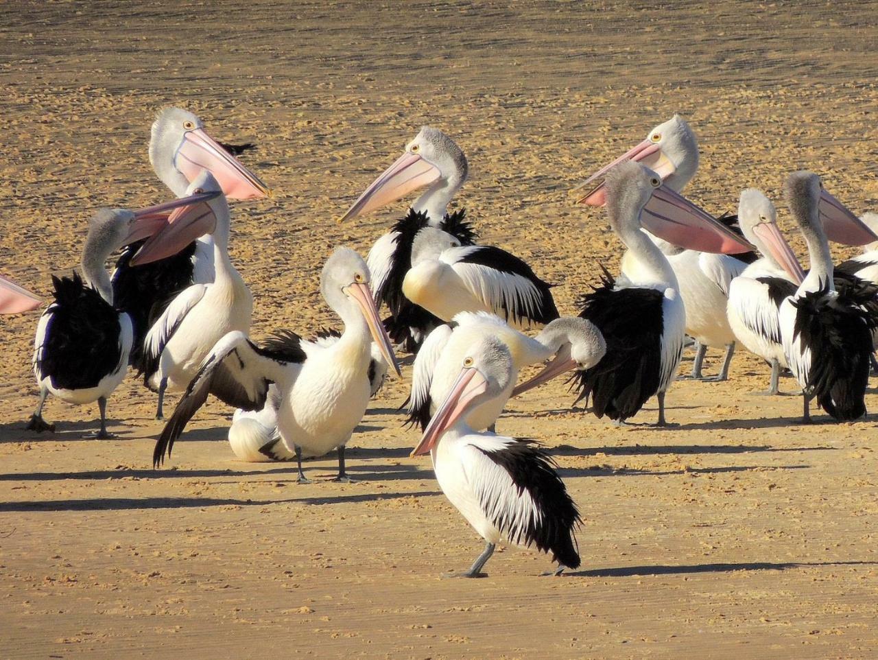 Pelican Sands Scamander Exteriör bild